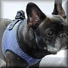 EZ Wrap Harness for Small Dogs at Golly Gear