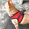 EZ Wrap Harness by Bark Appeal at Golly Gear
