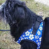 Hibiscus EZ Wrap Harness by Bark Appeal at Golly Gear