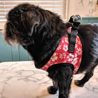 Brussels Griffon Tango wearing the Red Size Medium Hibiscus EZ Wrap Step-in Harness