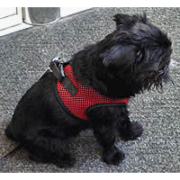 Brussels Griffon Tango wears the no-choke EZ Wrap Harness. Easy to put on him, and he's comfortable.