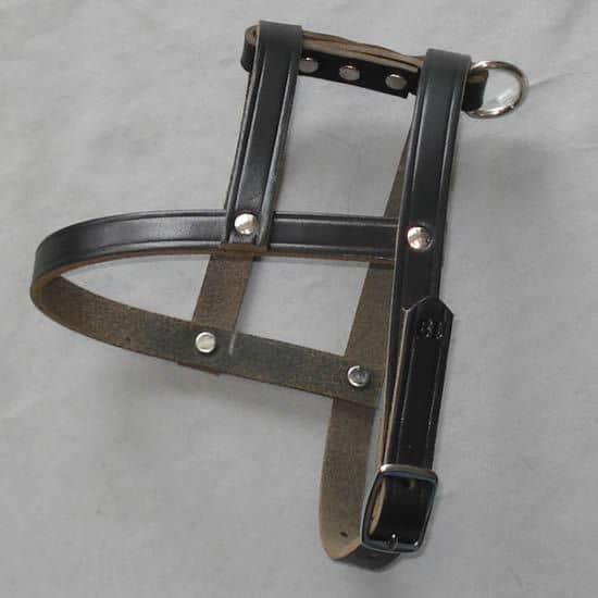 Side view of the Leather H-Style Harness showing the belt-style buckle. No hard-to-use pinch clasp.