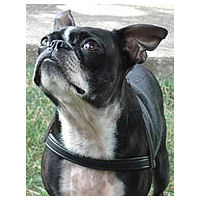 Ceilidh, Boston Terrier, wearing the H-Style harness. Leash pressure is distributed over the chest and back so it is no-choke.