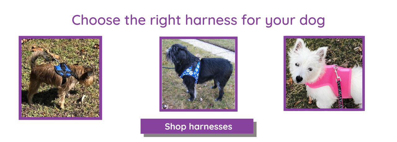 Choose the right harness for your small dog.