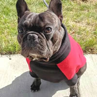 Torque the French Bulldog wears the Red Rolling Bones Highline Fleece Coat for small dogs.