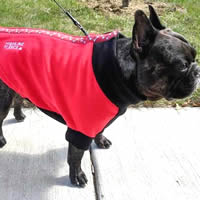 Torque the French Bulldog wears the Red Rolling Bones Highline Fleece Coat.