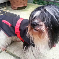 Trek Sport Jacket for Small Dogs at Golly Gear