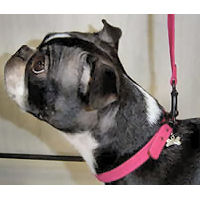 Ceilidh the Boston Terrier wears the Ultrasuede Collar by Susan Lanci.