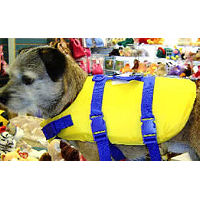 Robbie the Border Terrier is ready for boating season wearing his Life Jacket.