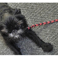 Braided Leather Leashes perfectly sized for your little dog.