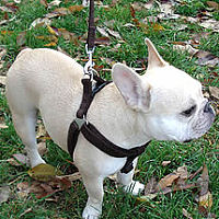 The Microfiber Step-in Harness on Teddy the French Bulldog.