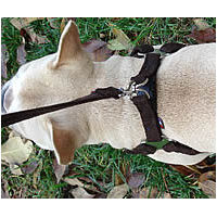 The Microfiber Step-in Harness is easy to put on and comfortable for your little dog.