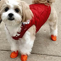 Pawz Disposable Dog Boots for Small 