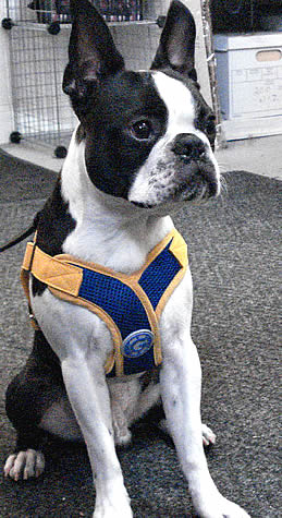 gooby step in dog harness