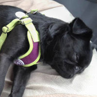 So comfortable little dogs even sleep in the PerfectFit Harness for small dogs.