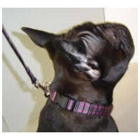 Dax, French Bulldog, is stylish in the Plaid Collar, size large.
