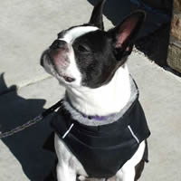 Booker the Boston Terrier's chest is protected and warm in the Puffer Coat.