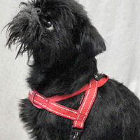 Side view of Tango, Brussels Griffon, in the X Small Quick-Fit Harness.
