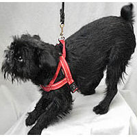 Tango the Brussels Griffon, wearing Size X Small, shows that the leash ring is far back on the Quick-Fit Harness.