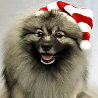 Striped Santa Hat for small dogs at Golly Gear