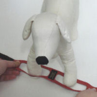 Start to bring the harness up the dogâ€™s legs.