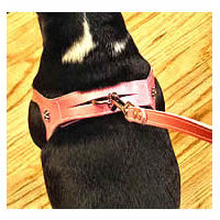 You can see how the leash ring comes up through the other strap of the Choke Free Shoulder Collar Harness, making it super-secure!