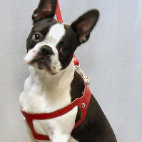 The Choke-Free Shoulder Collar is low down, on Booker's (Boston Terrier) neck so there's no choking at all.