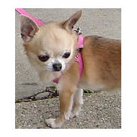 Gracie the Chihuahua is pretty in the easy-use Pink Shoulder Collar Harness!