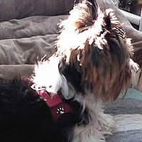 Hastings the Yorkie is showing off his Red Shoulder Collar Harness. He sure looks comfortable!