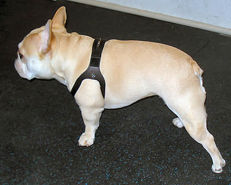 Choke-Free Shoulder Collar Harness for Small Dogs