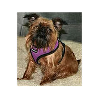 Lola is a Brussels Griffon who looks adorable in her Puppia Soft Harness!