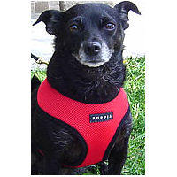 Sassy (mix) looks comfy in her fabulous Red Soft Harness!