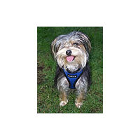 Spike the Yorkie is wearing the Soft Harness - and wearing it well!