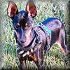 Spike, the appropriately named Miniature Pinscher, is wearing the Spiked Leather Harness, and looks great!
