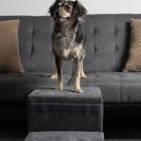 Royal Ramps Pet Stairs makes it easy for your dog to climb on the couch by himself.