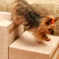 Royal Ramps 2 step unit helps your little dog climb up or down from the couch or bed.