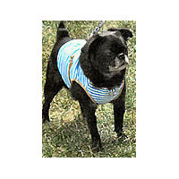 Striped Vest for Small Dogs at Golly Gear
