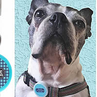 The Gingham Twist Tag can also fasten onto your dog's harness strap!