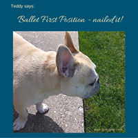 Teddy Says, 'Ballet First Position - Nailed It!' at Golly Gear