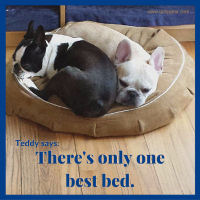 Teddy Says, 'There's Only One Best Bed.' at Golly Gear