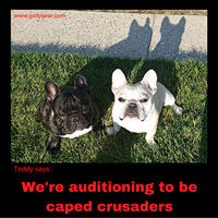 Teddy Says, 'We're Auditioning to be Caped Crusaders' at Golly Gear