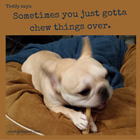 Teddy Says, 'Sometimes You Gotta Chew Things Over' at Golly Gear