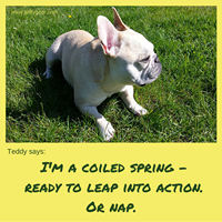 Teddy Says, 'I'm a Coiled Spring Ready to Leap into Action. Or Nap.' at Golly Gear