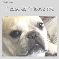 Teddy Says, 'Please Don't Leave Me' at Golly Gear