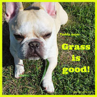 Teddy Says, 'Grass is Good' at Golly Gear