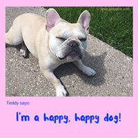 Teddy Says, 'I'm a Happy, Happy Dog' at Golly Gear