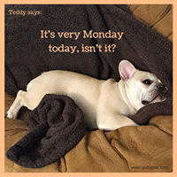 Teddy Says, 'It's Very Monday Today, Isn't It?' at Golly Gear