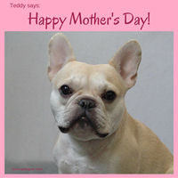 Teddy Says, 'Happy Mothers Day!' at Golly Gear