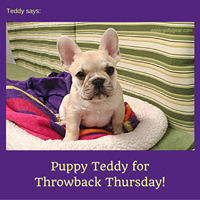 Teddy Says, 'Puppy Teddy for Throwback Thursday' at Golly Gear