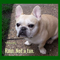 Teddy Says, 'Rain - Not a Fan' at Golly Gear